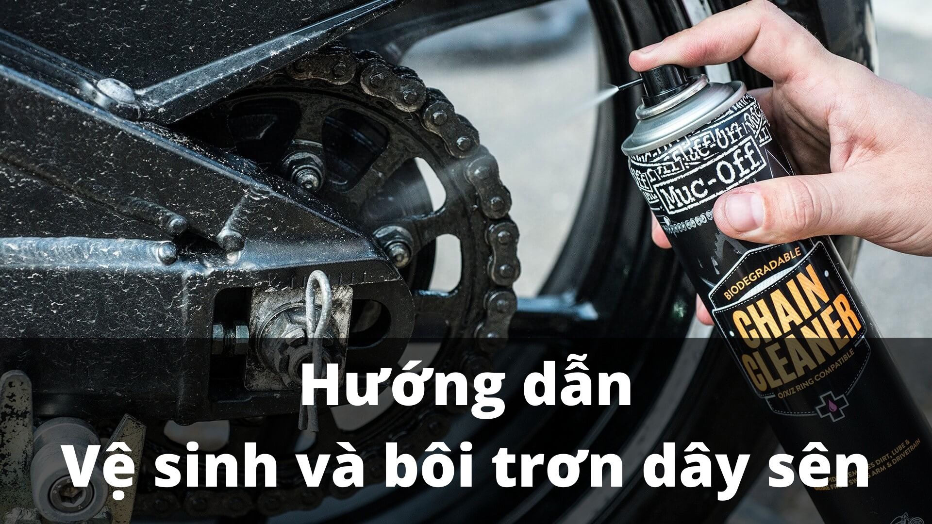 Hướng Dẫn Vệ Sinh Nhông Sên Dĩa